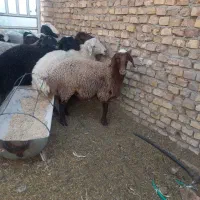 تغل و میش خوش زات