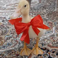 اردک