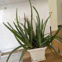 گل سانسوریا|گل و گیاه طبیعی|رباط‌کریم, مسکن مهر آبشناسان|دیوار