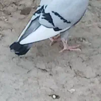 کفتر کبوتر  قارا کبود