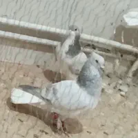 کبوتر کبود دم‌سفید