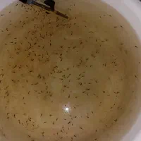 بچه 24روزه ماهی فایتر