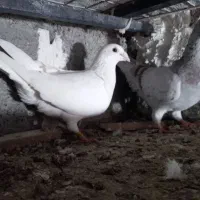 یه جفت کفتر با یه دونه جوجه الان بازم تخم کردن