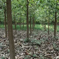 8000-متر-زمین-مسکونی-باغی-سنگر-رشت