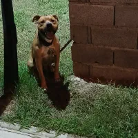 پیتبول نر  اصل