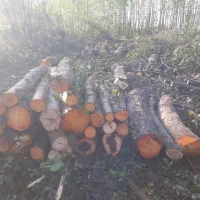 چوب توسکا و اوجا و افرا...|خدمات باغبانی و درختکاری|سنگر, |دیوار