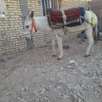 خر نر|حیوانات مزرعه|بهبهان, |دیوار