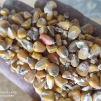 کنسانتره خوراک دام|لوازم جانبی حیوانات|رامند, |دیوار