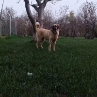 ماده پژدر ۳ساله