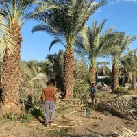 فروش وکاشت نخل خرماوپاجوش نخل تاارسال به سراسرکشور