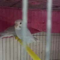 مرغ عشق|پرنده|لیکک, |دیوار