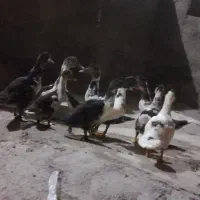 جوجه اردک اسرائیلی ۲ ماهه