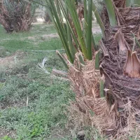 فروش پاجوش خرما (فسیل) کلوته|گل و گیاه طبیعی|بلوک, |دیوار