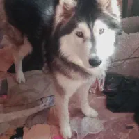 واگذاری سگ هاسکی