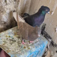 کبوتر دم سفید