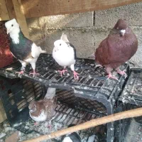 کفتر|پرنده|کردکوی, |دیوار