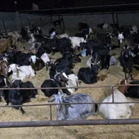 فروش گوشت بز و بز زنده