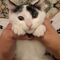 هدیه. فرشته کوچولوها