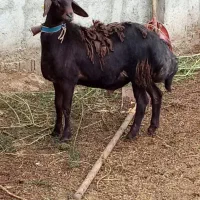 گوسفند بره نر قوچی مخصوص تخمی کاربلد درجه یک|حیوانات مزرعه|قائم‌شهر, |دیوار