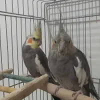 جفت عروس هلندی|پرنده|نجف‌آباد, شیخ آباد|دیوار