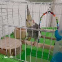 پرنده عروس هلندی