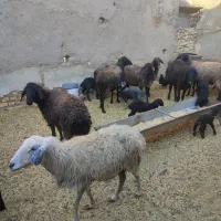بره و بزغاله شیری میش بره دار چپش بز بزغاله دار|حیوانات مزرعه|قم, شهر قائم|دیوار