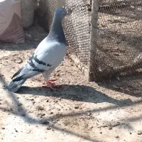 نر سبز و ماده دم سفید