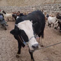 گوسالهنرگوشتیدرجهیکگاو|حیوانات مزرعه|الشتر, |دیوار