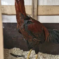 جوجه خروس لاری