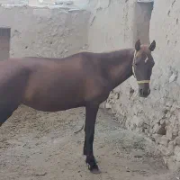 مادیون