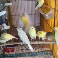 جوجه قناری|پرنده|محمدشهر, ولدآباد|دیوار