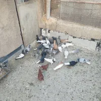 نروماده قاطی جفتی پشتی|پرنده|شیراز, شهرک پردیس|دیوار