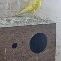 مرغ عشق معمولی و پروانیی|پرنده|بندر ماهشهر, |دیوار