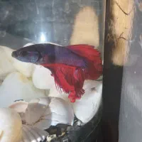 ماهی فایتر|ماهی|کرمانشاه, |دیوار