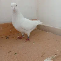 کفتر گرفتنی|پرنده|پاکدشت, پاکدشت (مامازند)|دیوار