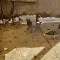 چنتا کبوتر خوب معاوضه با دوتا نر سبز