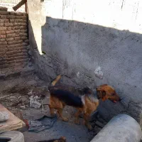 واگذاری سگ پاکوتاه|سگ|اردبیل, |دیوار