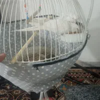 یک جفت عروس هلندی آلبینوسخن گو|پرنده|ماهدشت, |دیوار