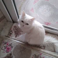 گربه پرشین اصیل