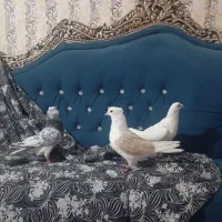 کبوتر فروشی