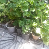 گل وگیاه طبیعی|گل و گیاه طبیعی|بروجرد, |دیوار