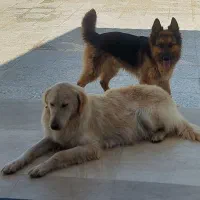 گلدن مهربان سگ خانواده بی نظیره