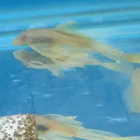 پوزه بوته ای سوپر باله|ماهی|اسلام‌شهر, زرافشان|دیوار