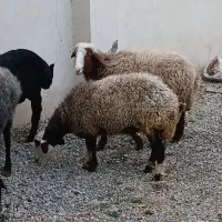 میش  بره