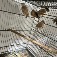 فنچ شکلاتی