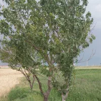 یک هکتار زمین زراعی ، یک باغ ویلا فروشی