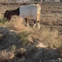 بزآبستن|حیوانات مزرعه|گنبد کاووس, |دیوار