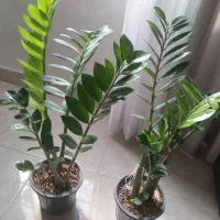 گل و گیاه آپارتمانی|گل و گیاه طبیعی|اقبالیه, |دیوار