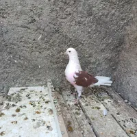 کبوتر شکار