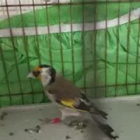 سهره های چهارگل آس.متولد قفس